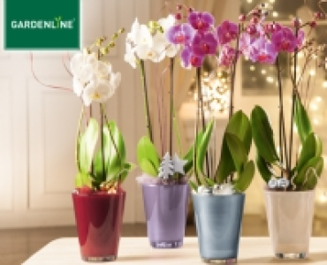 GARDENLINE®Orchidee im ­Glastopf 9.99 €