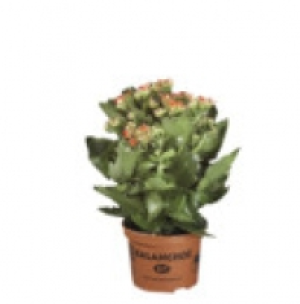 Kalanchoe 1.99&nbsp;&euro;