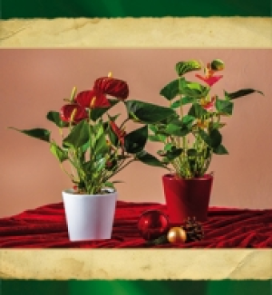 Anthurie 3.99 €