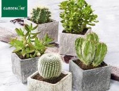 Gardenline Kaktee oder Sukkulente