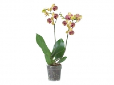 Schmetterlingsorchidee (Phalaenopsis) 6.99&nbsp;&euro;