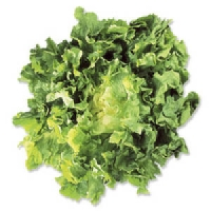 Italien/Spanien/Frankreich Endivien Salat 1.29&nbsp;&euro;