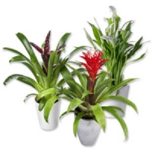 Bl&uuml;hpflanzen-Mix in Keramik 4.99&nbsp;&euro;