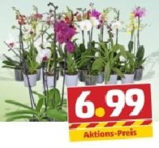 Diverse Orchideen