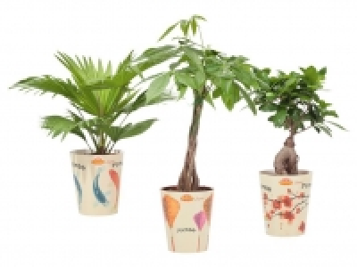 Grünpflanze 4.44 €