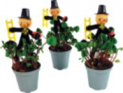 Oxalis- Gl&uuml;cksklee 0.99&nbsp;&euro;