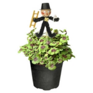 Oxalis (Gl&uuml;cksklee)