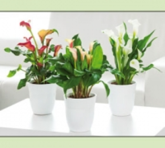 Calla Zantedeschia 6.99 €