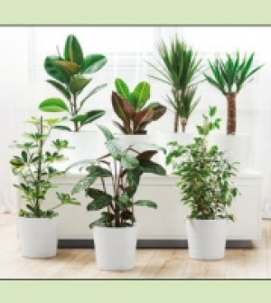 Grünpflanze 3.59 €