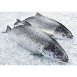HS Bömlo Premium Lachs