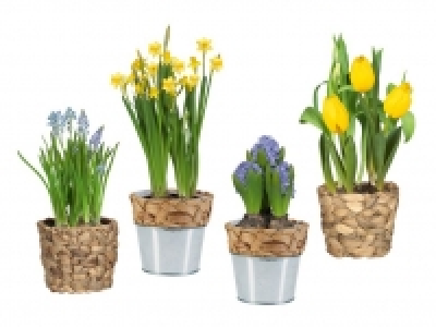 Blumenzwiebeln 2.59 €