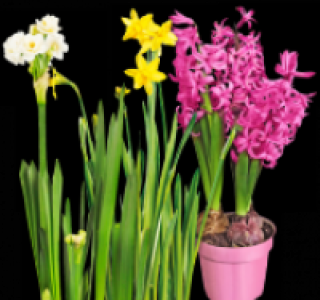 Zwiebel-Mix 1.79&nbsp;&euro;