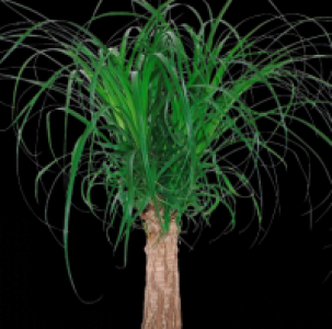 Beaucarnea Stamm