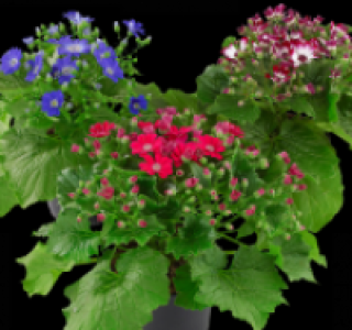 Sternblume 1.99&nbsp;&euro;