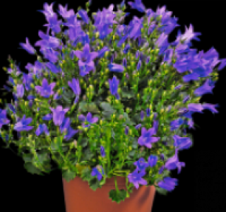 Glockenblume 2.49 €