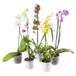 Orchideen-Mix 4.99&nbsp;&euro;