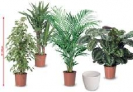 Gr&uuml;npflanzen, 75 110 cm hoch