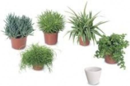 &Uuml;bertopf Torino