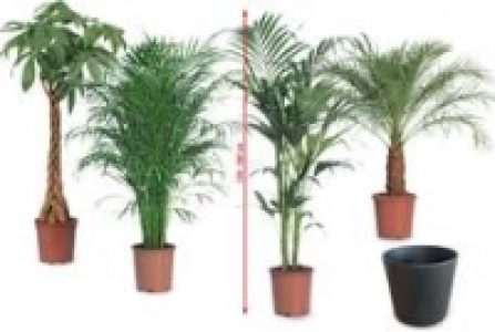 Gro&szlig;pflanzen, 130 160 cm hoch