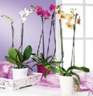 Orchidee mit 2 Rispen 6.99 €