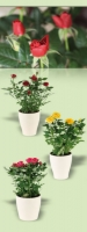 Topfrose 1.99&nbsp;&euro;