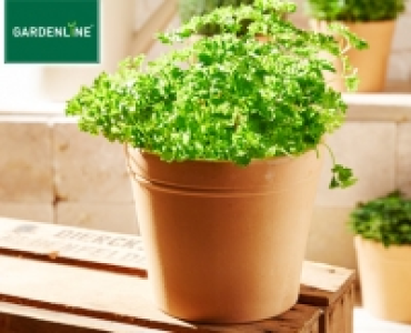 GARDENLINE®Gewürzkräuter im Terrakottatopf 1.99 €