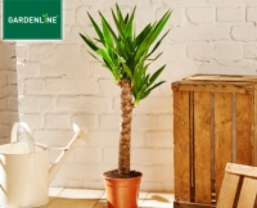 GARDENLINE®Grünpflanze