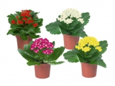 Kalanchoe 0.99&nbsp;&euro;