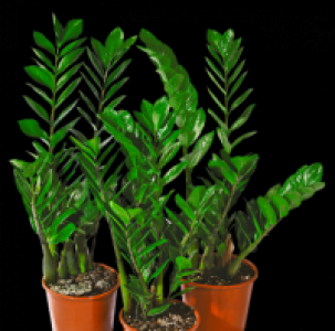 Papierpalme
