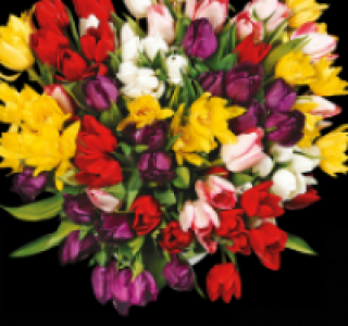 Tulpen 1.89 €
