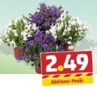 Glockenblume 2.49 €