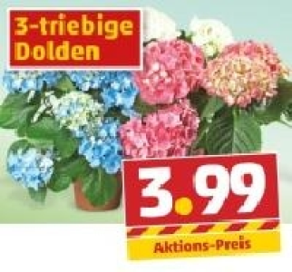 Hortensien 3.99 €