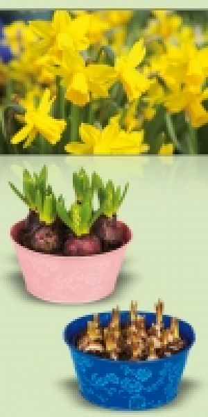 Blumenzwiebeln 3.99 €