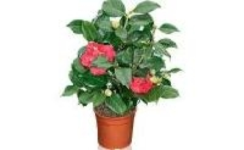 Kamelie 7.99 €
