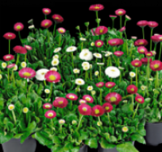 Bellis