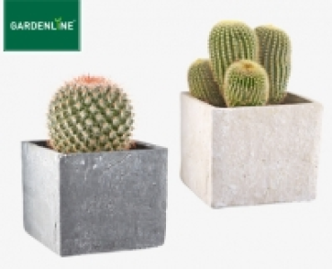 GARDENLINE®Kaktee oder Sukkulente 1.99 €