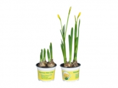 Narzissen 0.89&nbsp;&euro;