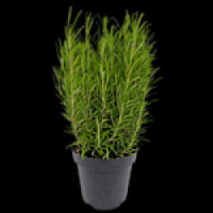 Freilandkr&auml;uter