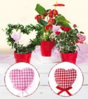 Valentinspflanzen 5.99 €