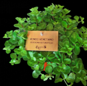 Verschiedene Gr&uuml;npflanzen 2.49&nbsp;&euro;