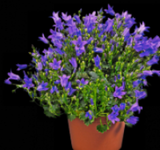 Glockenblume 2.49 €