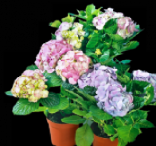 Hortensie 2.49 €