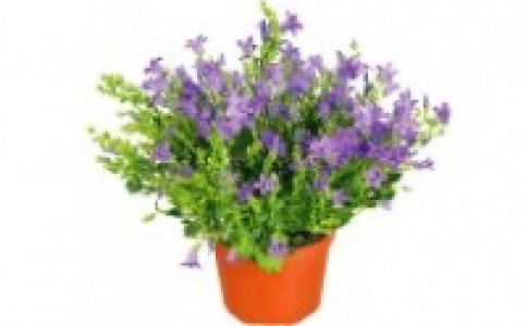 Glockenblume 2.99 €