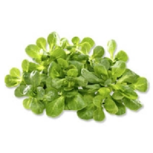 Frankreich Feldsalat