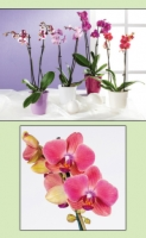 Orchidee mit 2 Rispen 6.99 €