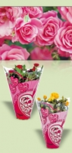 Topfrose 3.49&nbsp;&euro;