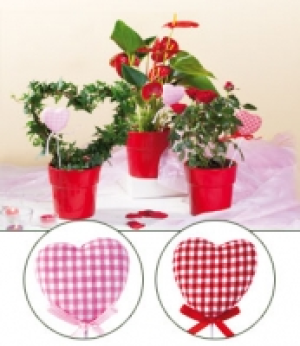 Valentinspflanzen 5.99 €