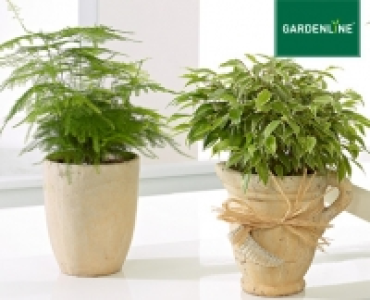 GARDENLINE®Pflanzen-Mix in Trendkeramik