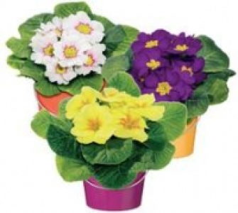 Primel 10,5-cm-Topf