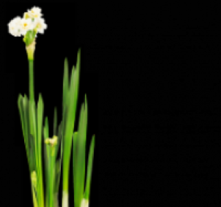 Zwiebel-Mix 1.49&nbsp;&euro;